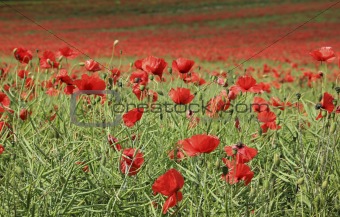 poppy flower field tring hertfordshire