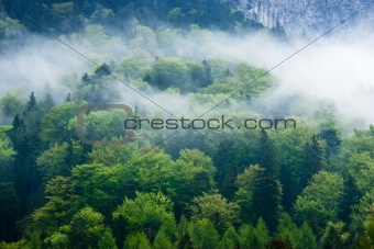 Gorgeous green forest in the fog