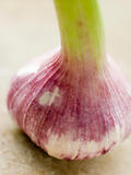 Bulb Of Fresh Garlic