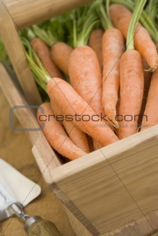 Carrots In A Wooden Trug
