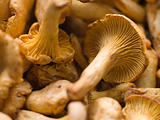 Fresh Girolle Mushrooms