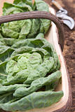 Cabbages In Wooden Trug