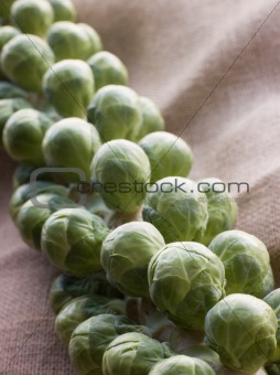Fresh Sprouts On Stalk