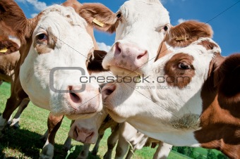 Close up of cows