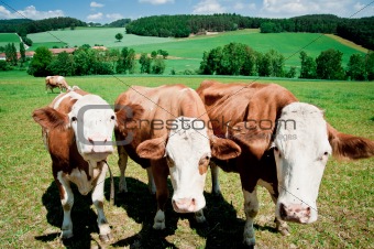 Three curious simmental cows