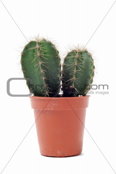 cactus in pot isolated
