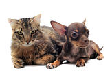 puppy chihuahua and cat