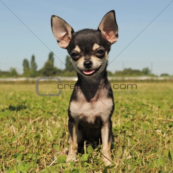 Image 4005008 Puppy Chihuahua From Crestock Stock Photos