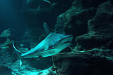 reef shark
