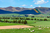New Zealand agriculture