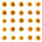 Yellow gerbera flowers