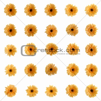 Yellow gerbera flowers