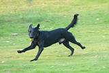 Labrador dog running