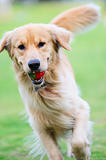 Golden retriever dog running