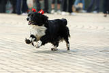 Lovely little dog running