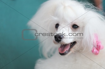 Toy poodle dog