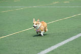 Welsh Corgi dog running