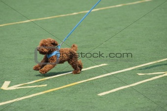 Little toy poodle dog running