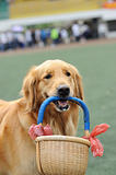 Golden retriever dog holding basket