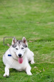 Alaskan Malamute dog lying on lawn