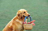 Golden retriever dog holding basket