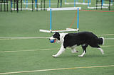 Border Collie dog running