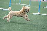 Poodle dog running
