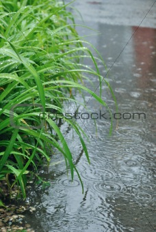 The green leaves of lily under the fine rain