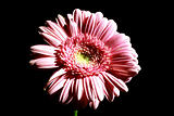 Foto of pink flower on black background