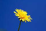 Foto of dandelion head on blue sky