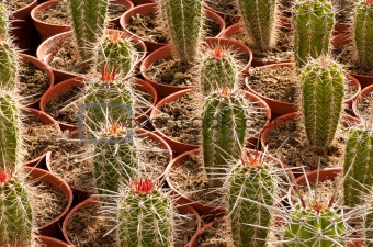 Cactus plantation
