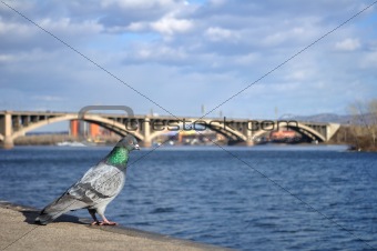 Pigeon on a dock