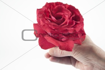 Giving a red rose on a white background