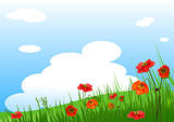 Poppies Meadow  background