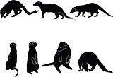 mongoose collection illustration
