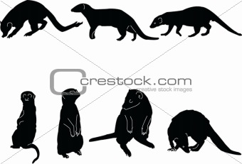 mongoose collection illustration