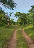 Dirt road leading into the African wilderness