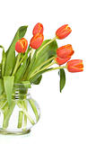 Orange tulips in glass vase