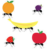 ants carrying different fruits