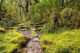 Mossy Beech Forest - Milford Track