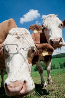 Two nosy Cows