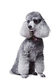 gray poodle on isolated white background