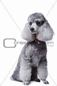 gray poodle on isolated white background