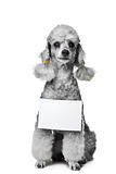 gray poodle dog with tablet for text on isolated white 