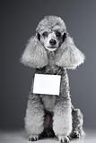gray poodle dog with tablet for text on grey