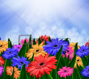 Colorful daisy gerbera flowers in a field - spring background
