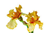 Yellow iris