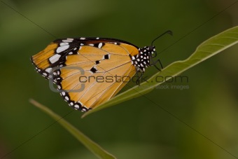 Monarch butterfly close-up
