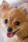 Portrait of cute orange dog, focus on eyes