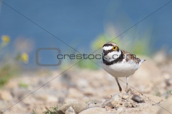 Little Ringed Plover with beautiful background, Charadrius dubius